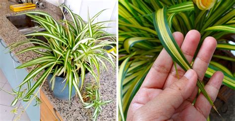 Cómo cuidar la planta lazo de amor - Mundo Positivo