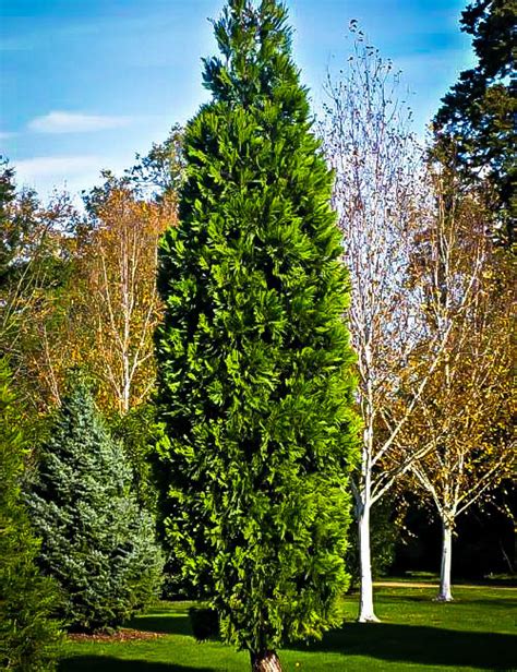 California Incense Cedar Trees For Sale Online The Tree Center™