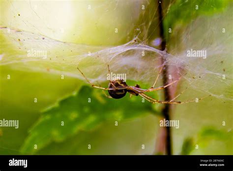 Insekt Eine Spinne Stockfotos Und Bilder Kaufen Alamy