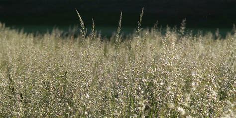 Grass Meadow Blooms - Free photo on Pixabay - Pixabay