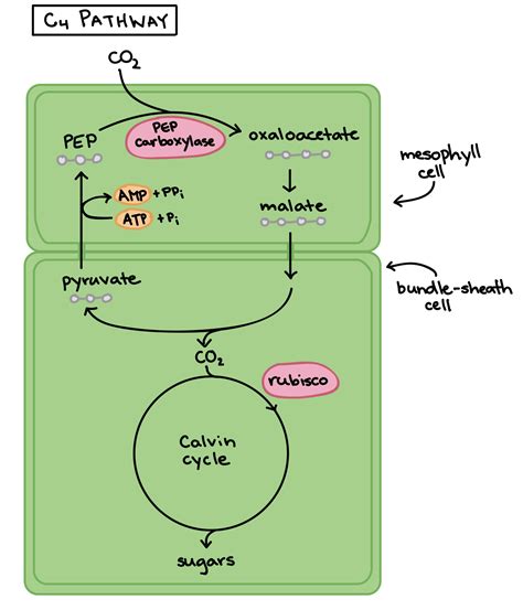 10 4 Plant Photorespiration Biology Libretexts