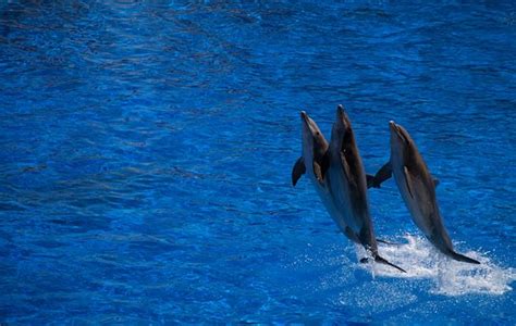 80 Free Dolphin Jumping And Dolphin Photos Pixabay