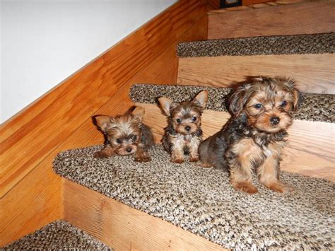 Yorkshire Terrier Puppies For Sale Dallas Tx