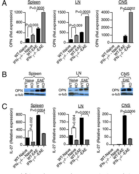 Figure 2 From Identification Of An IL 27 Osteopontin Axis In Dendritic