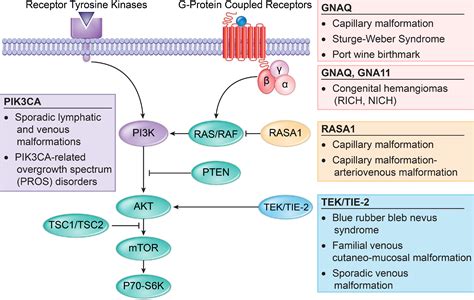 The Genetics Of Vascular Birthmarks Clinics In Dermatology