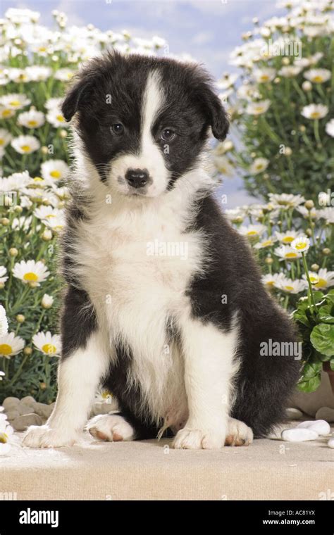 Australian Sheperd Puppy Sitting In Front Of Flowers Stock Photo Alamy