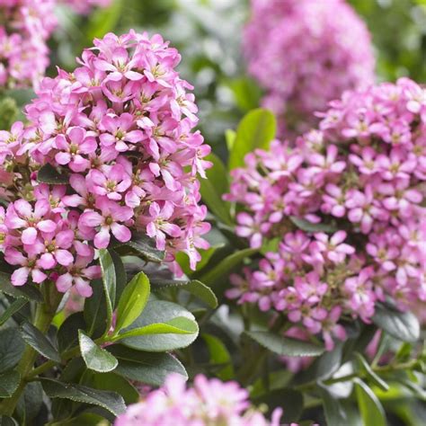 Escallonia Laevis Pink Elle In 2020 Flower Close Up Pink Flowers