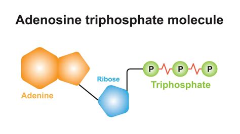 Adenosina Trifosfato Struttura Funzioni Project Invictus