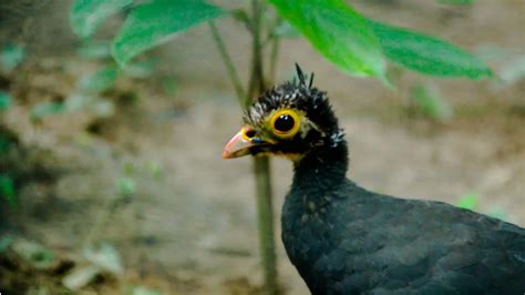 Fakta Unik Burung Maleo Satwa Dilindungi Asal Sulawesi Yang Terancam