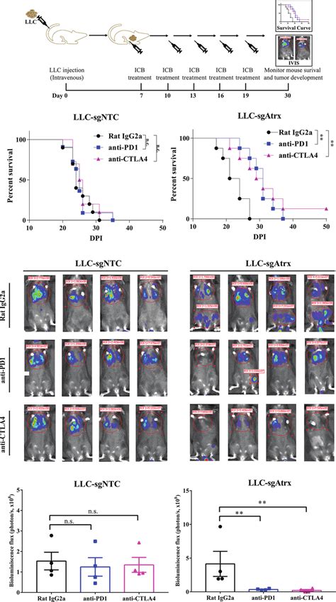 Atrx Deficiency Sensitizes Nsclc To Ici Treatment In Orthotopic Mouse