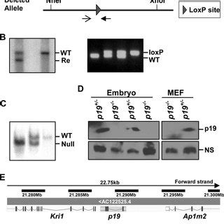 Targeted Deletion Of P Locus A Schematic Presentation Of The Mouse