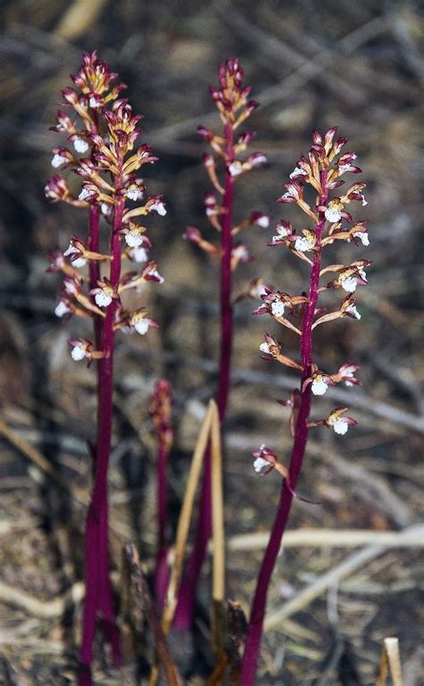 Corallorhiza Maculata Spotted Coralroot Orchid Seen Duri Flickr