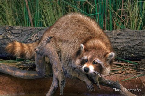 Rocky Raccoon Posters By Clark Thompson Redbubble