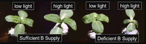 Importance Of Boron In Plant Growth Mosaic Crop Nutrition