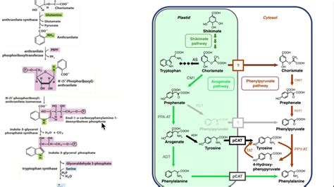 Amino Acid Biosynthesis Biosynthesis Of Tryptophan YouTube