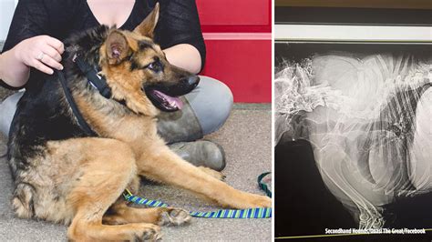 Quasimodo Dog With Short Spine Has Big Heart Abc7 Los Angeles