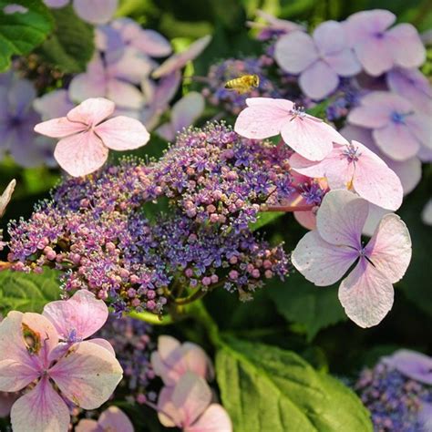 Hydrangea Hot Chocolate 3L Pot Ardcarne Garden Centre Roscommon