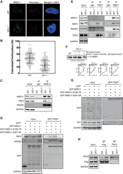 Ufmylation Of Mre Is Essential For Telomere Length Maintenance And