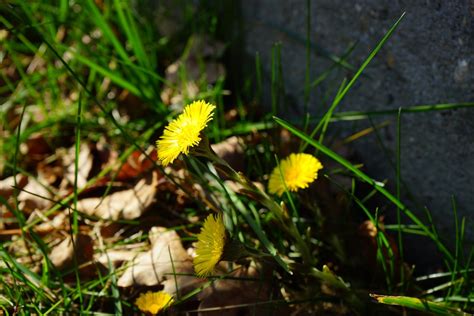 Bildet Natur Skog Gress Blomstre Anlegg Plen Eng Sollys Blad