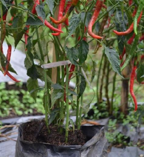 Cara Menanam Cabe Merah Di Polybag Bibitbunga