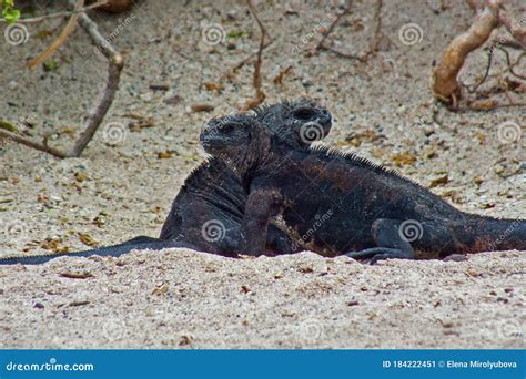 Two Black Marine Sea Galapagos Iguanas On The Sand Close Up Endemic To