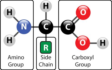 Amino Acid Structure