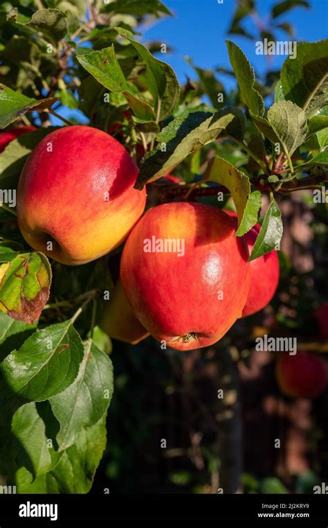 Big Ripe Red Braeburn Apples Hanging On Tree In Fruit Orchard Ready To