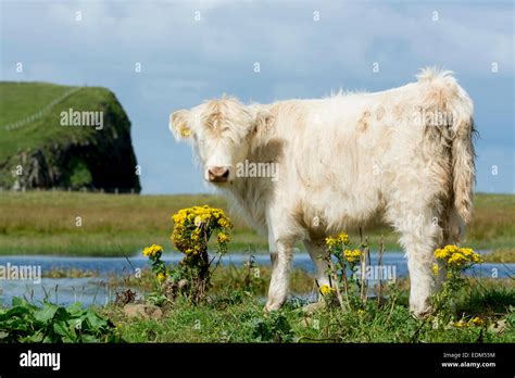 white highland cattle / calf Stock Photo - Alamy