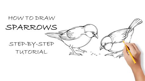 How To Draw Sparrows Step By Step Easy Drawing Tutorial