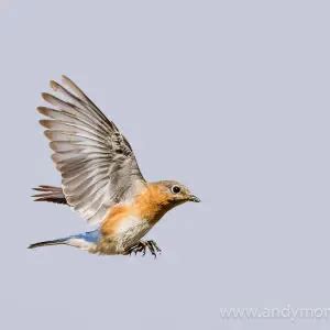 Eastern Bluebird - Facts, Diet, Habitat & Pictures on Animalia.bio