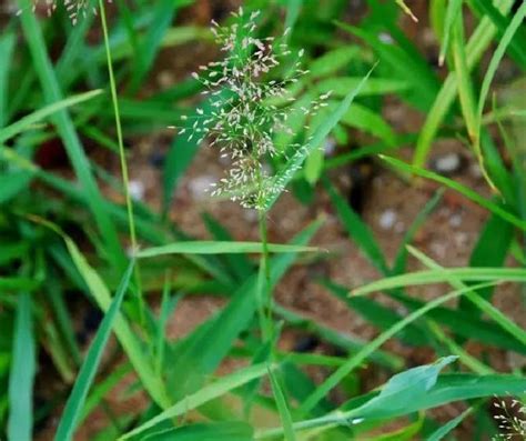 山裏有一種野草，人稱「程咬金」，過去割來餵牛，如今價值很珍貴 每日頭條