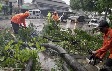 Hujan Lebat Dan Angin Kencang Pohon Besar Tumbang Di Wilayah Ramanuju