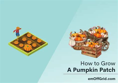 How To Grow A Pumpkin Patch