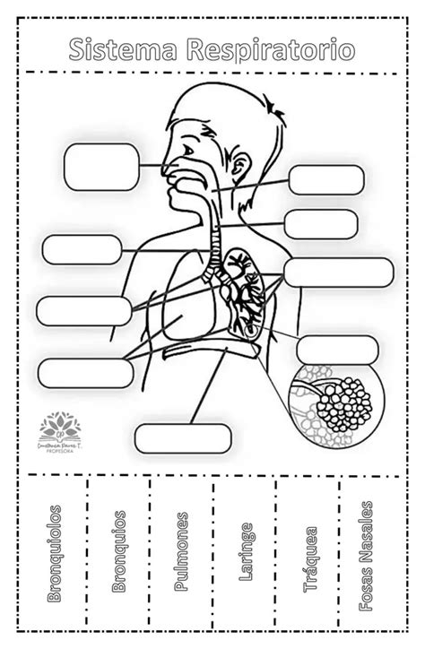 Guía del sistema respiratorio profe social