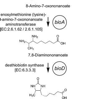 Biotin (vitamin B 7 ) biosynthesis pathway. Shown is the biotin ...