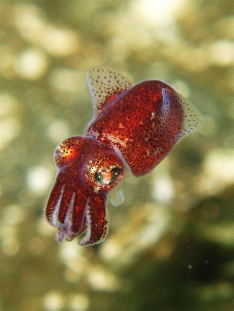 ΔS ≥ 0 - cephalopodsgonewild: Pacific Stubby Squid by...