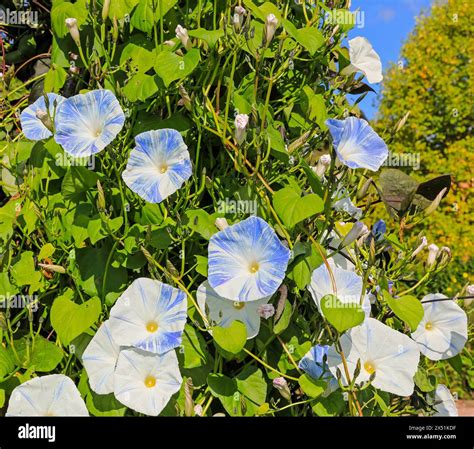 The Light Blue And White Flowers Of Ipomoea Tricolor Blue Star Light