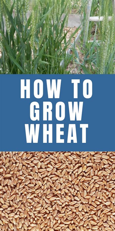 How To Grow Wheat In Your Garden And Make Your Own Flour