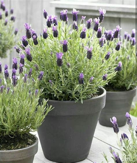 Benarkah Lavender Kaktus Lidah Mertua Calathea Bisa Mengusir Makhluk