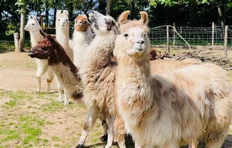 Heilsame Stunden Mit Lamas In Piding Tiergest Tzte Therapie Der Klinik