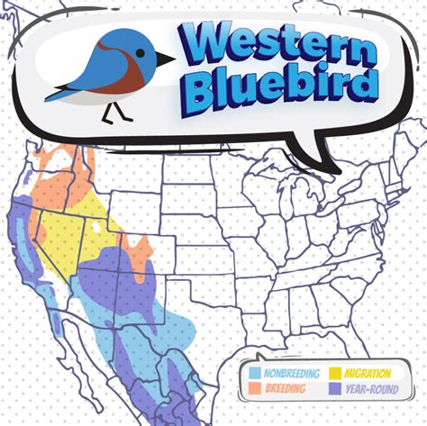 Bluebird Migration Map 2025 - Tisha Giustina