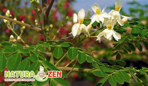 Moringa Oleifera Propriet Controindicazioni E Benefici By Naturazen Org