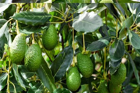 Mengenal Manfaat Daun Alpukat Bagi Penderita Asam Urat Beserta Dengan