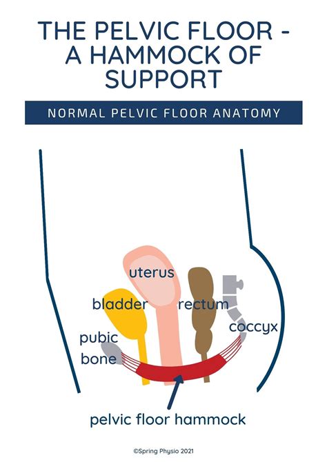 Pelvic Anatomy Poster Pelvic Floor Anatomy Pelvis Model Etsy