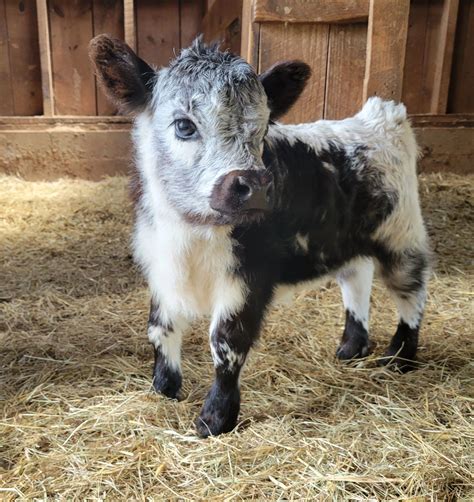 Full Grown Miniature Cows