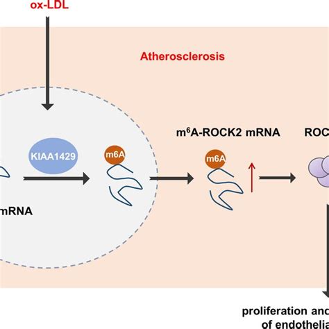 Kiaa M A Rock Axis Regulates The Proliferation And Migration Of