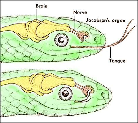 Jacobson's organ - Google Search | Brain nerves, Organs