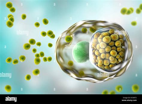 Chlamydial infection hi-res stock photography and images - Alamy