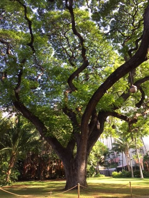 Hawaiian Banyan Tree was first planted in 1873-has taken hold spread ...