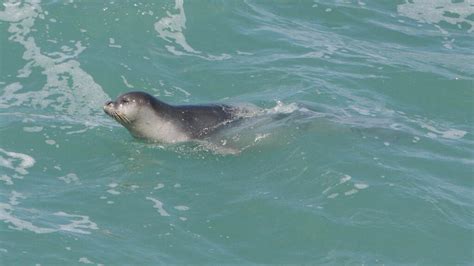 Researchers Working To Reintroduce Rare Mediterranean Seal To Israeli